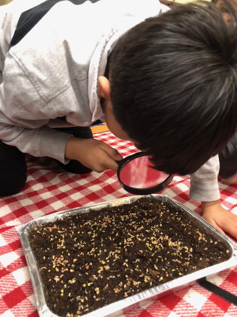  Students learn about the magic of seeds by planting and caring for microgreens. 