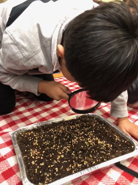 Students learn about the magic of seeds by planting and caring for microgreens.
