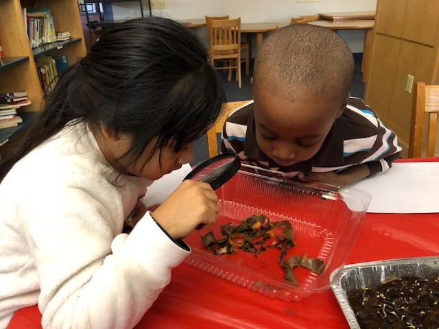 Students learn about worms, vermicomposting, and caring for a classroom worm bin.