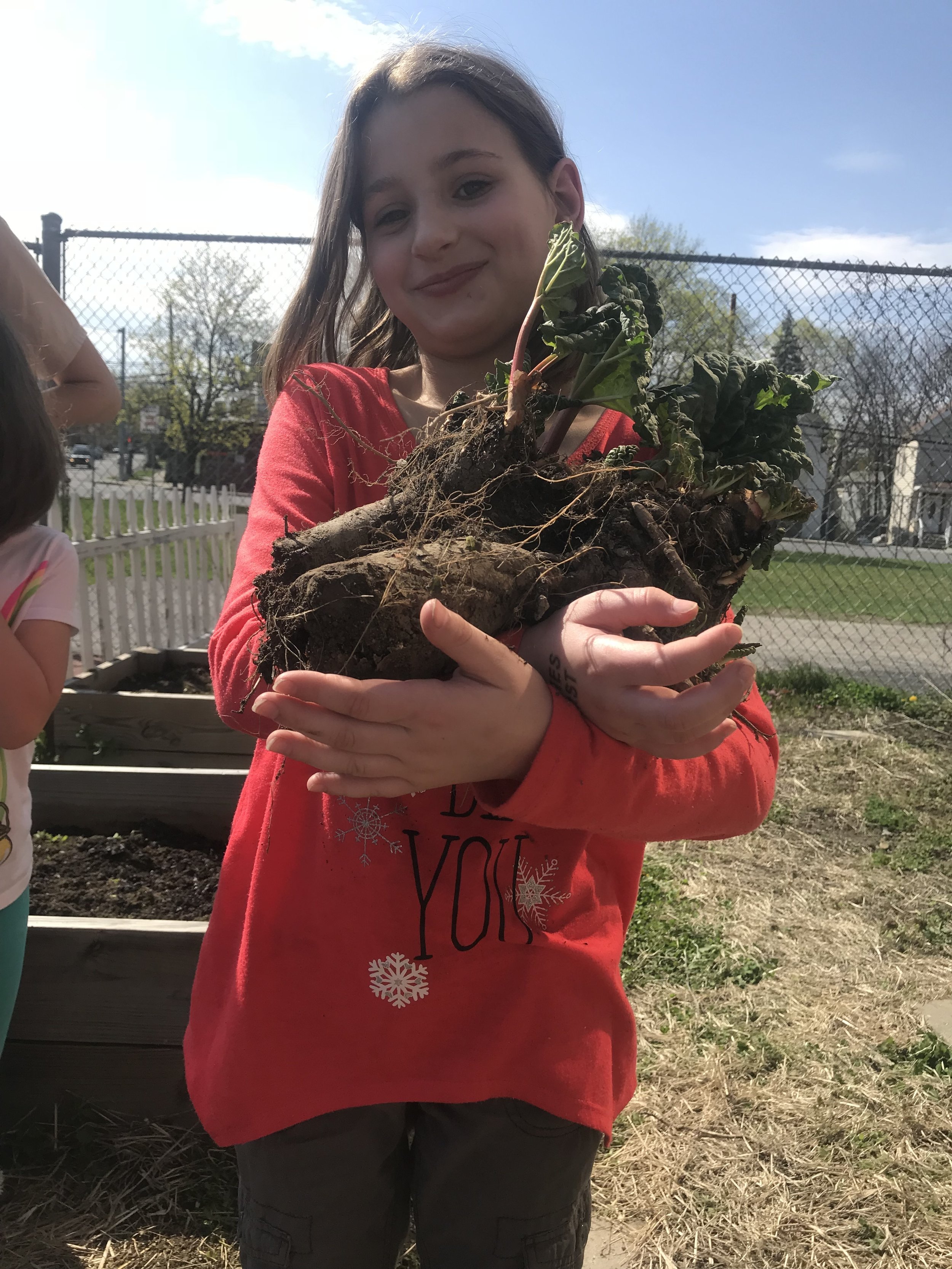  A student gets ready to plant rhubarb in the school garden. 