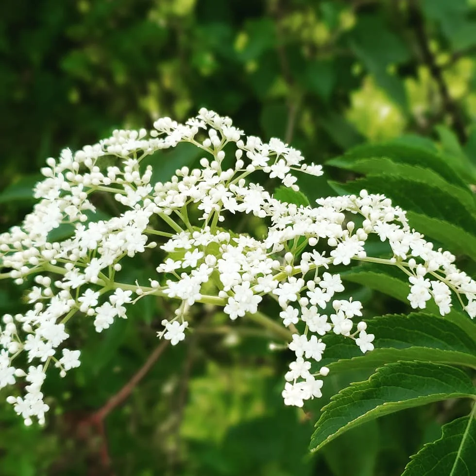 herbs 6.jpg