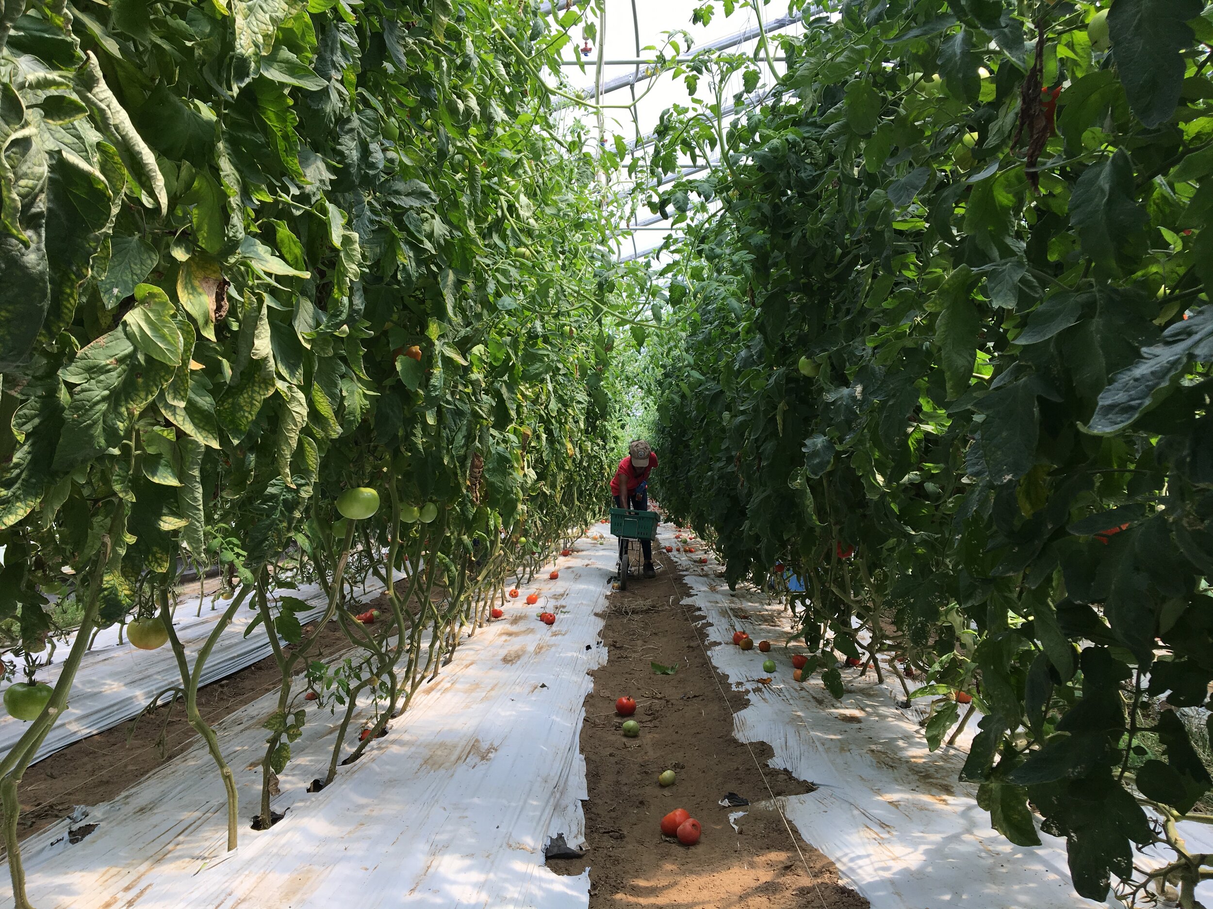 Tunnel Full of Tomato Plants