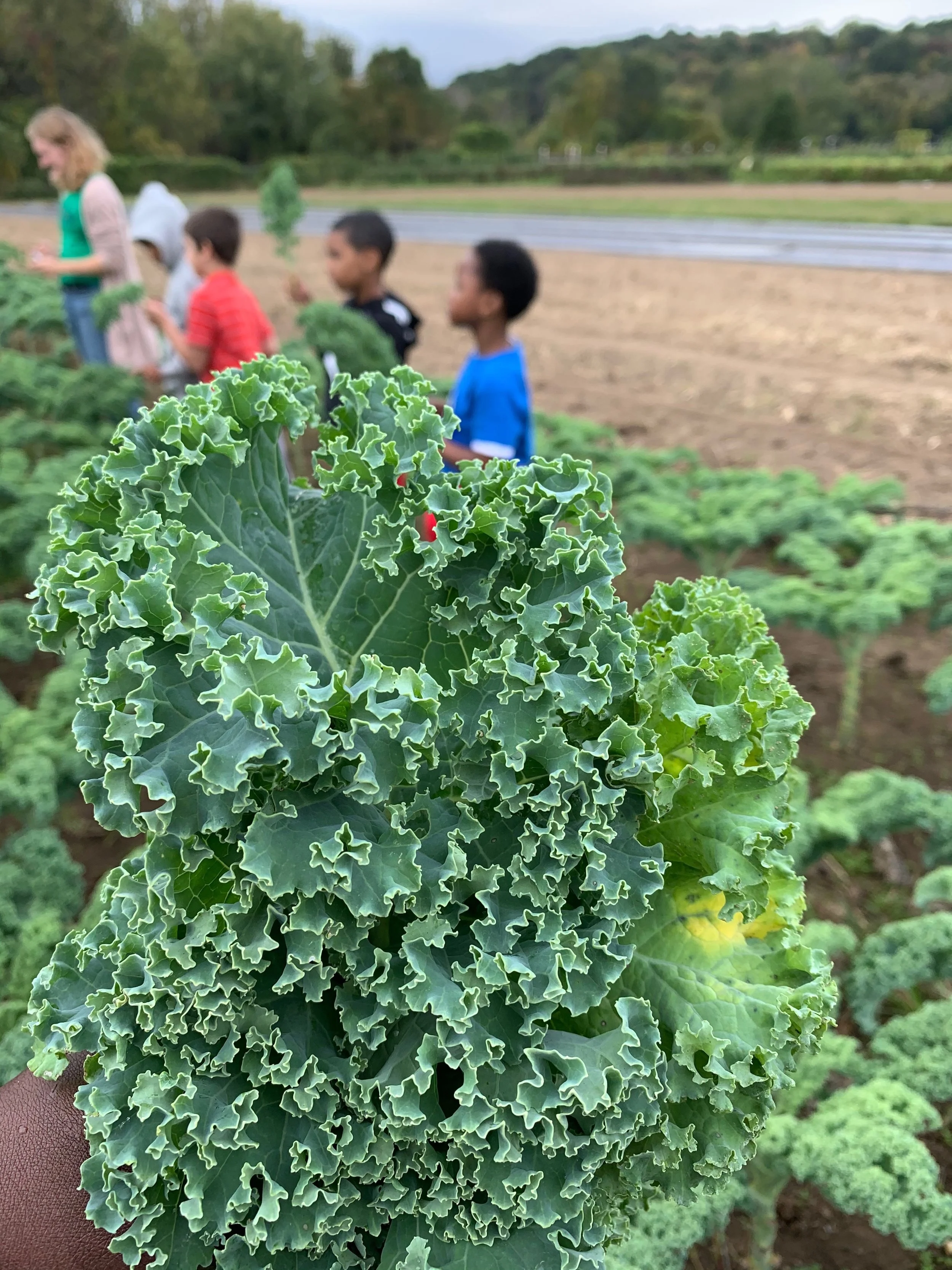 Harvest of the Month: Kale