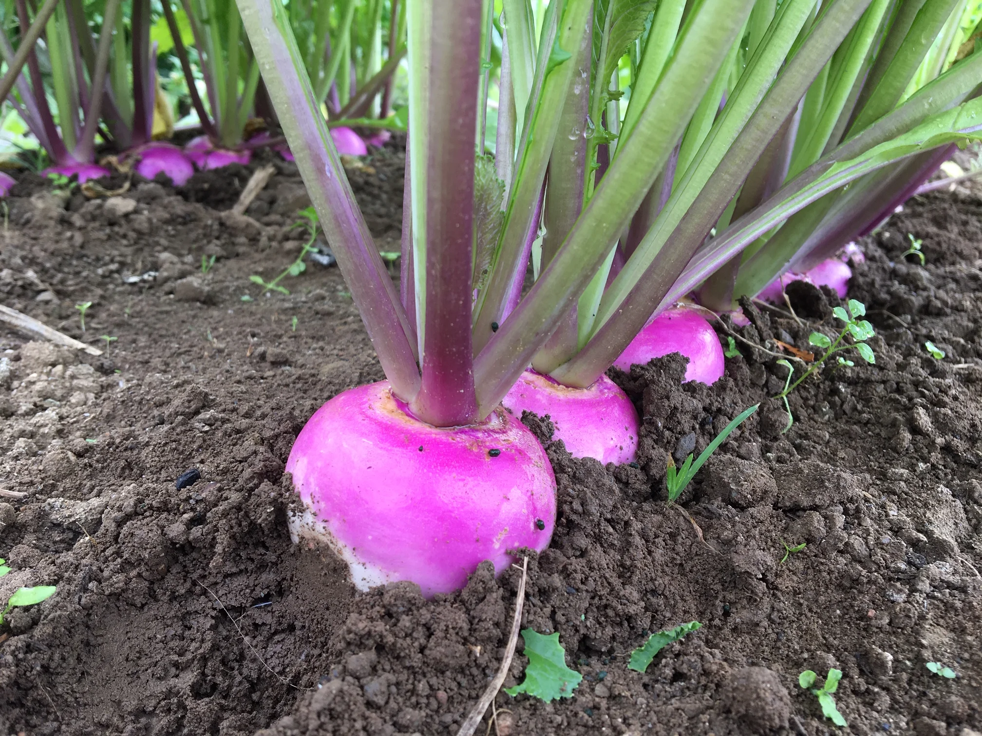 GROWER'S ROW: What A Bounty