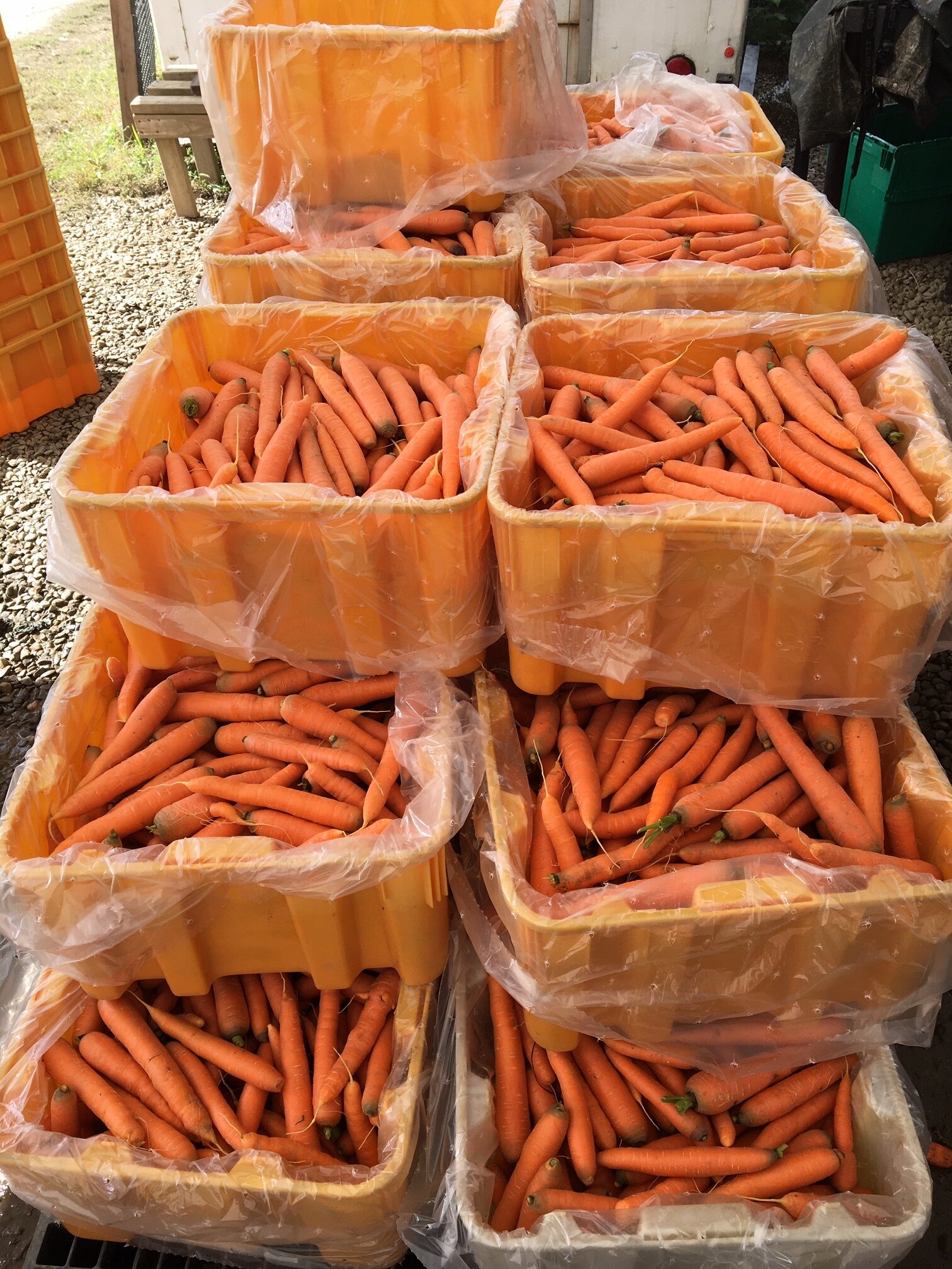 Two thousand pounds of carrots harvested by the Vassar Baseball Team