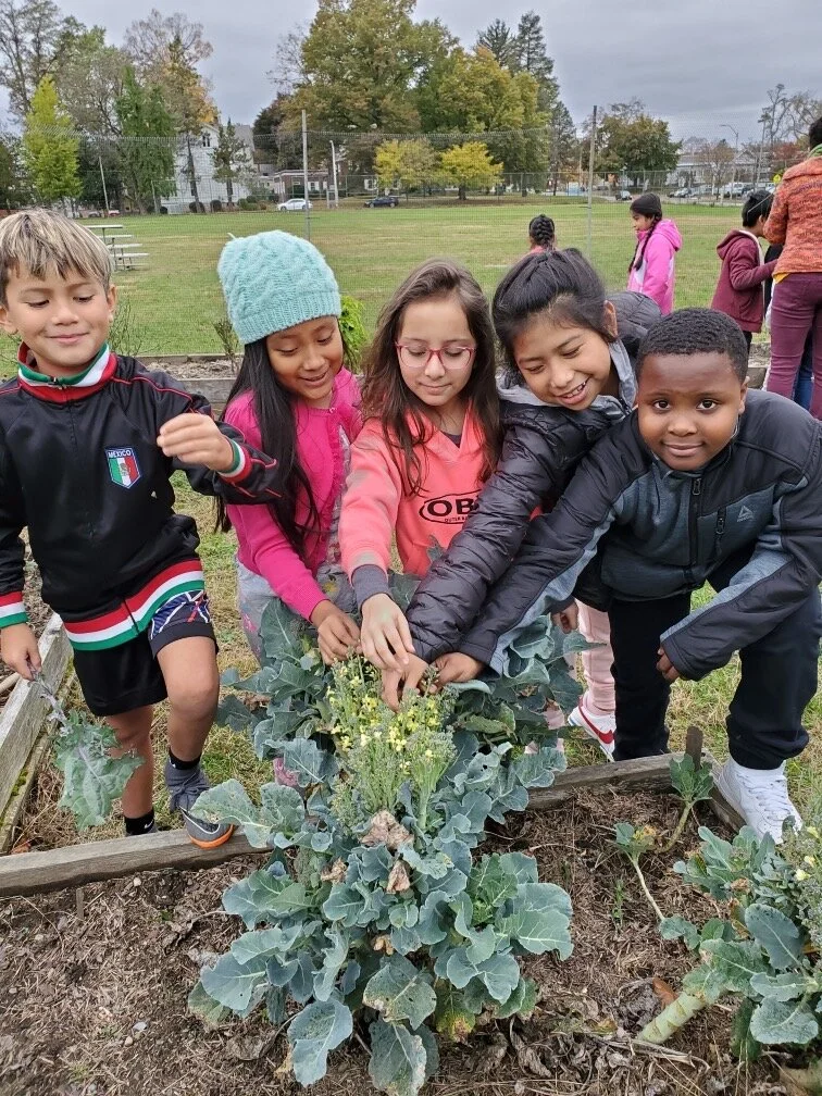 Krieger garden broccoli.jpg