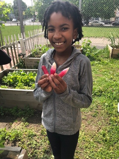 Warring - garden harvesting radishes.jpg