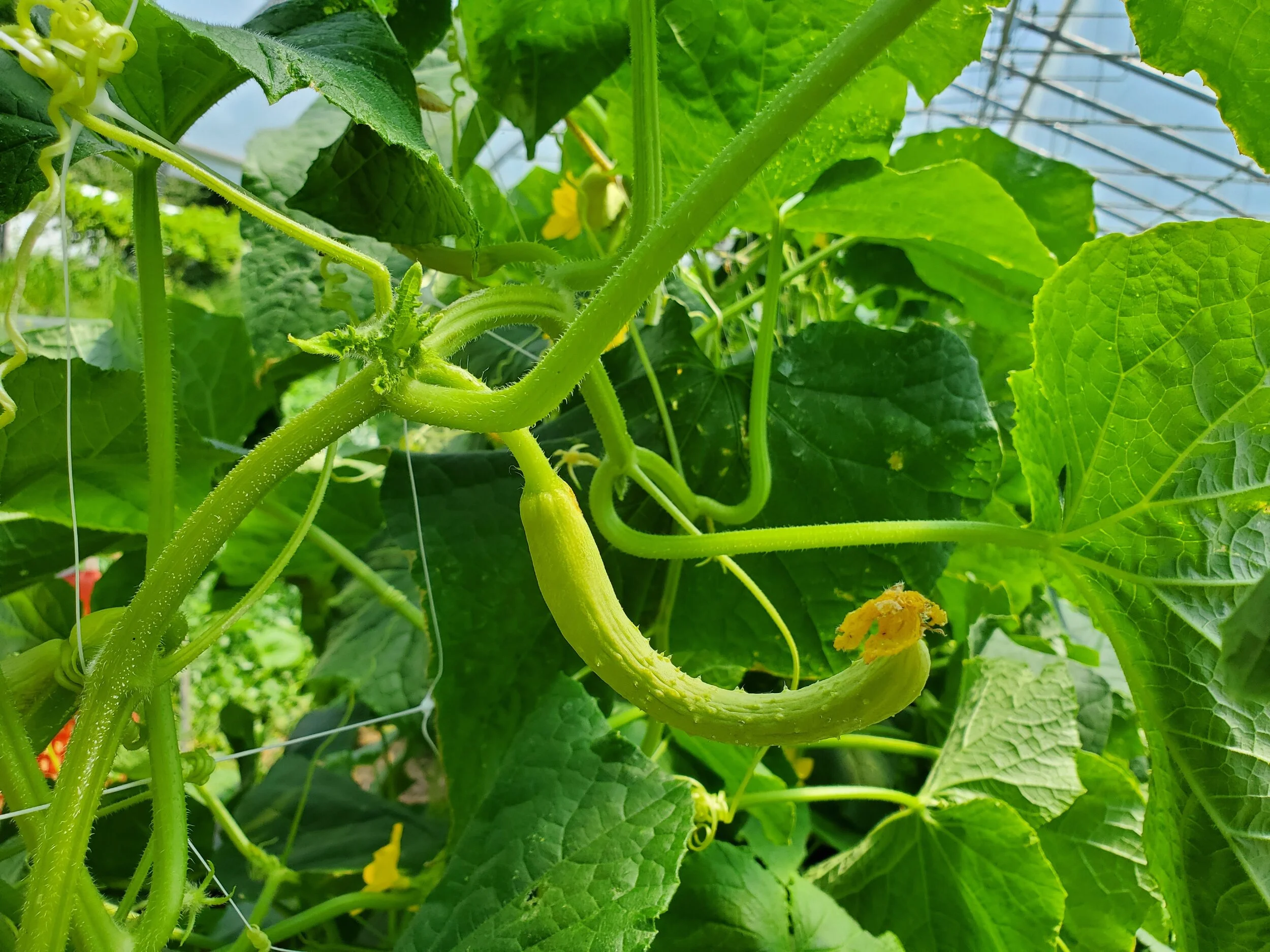 Grower's Row: It's Pickle Season