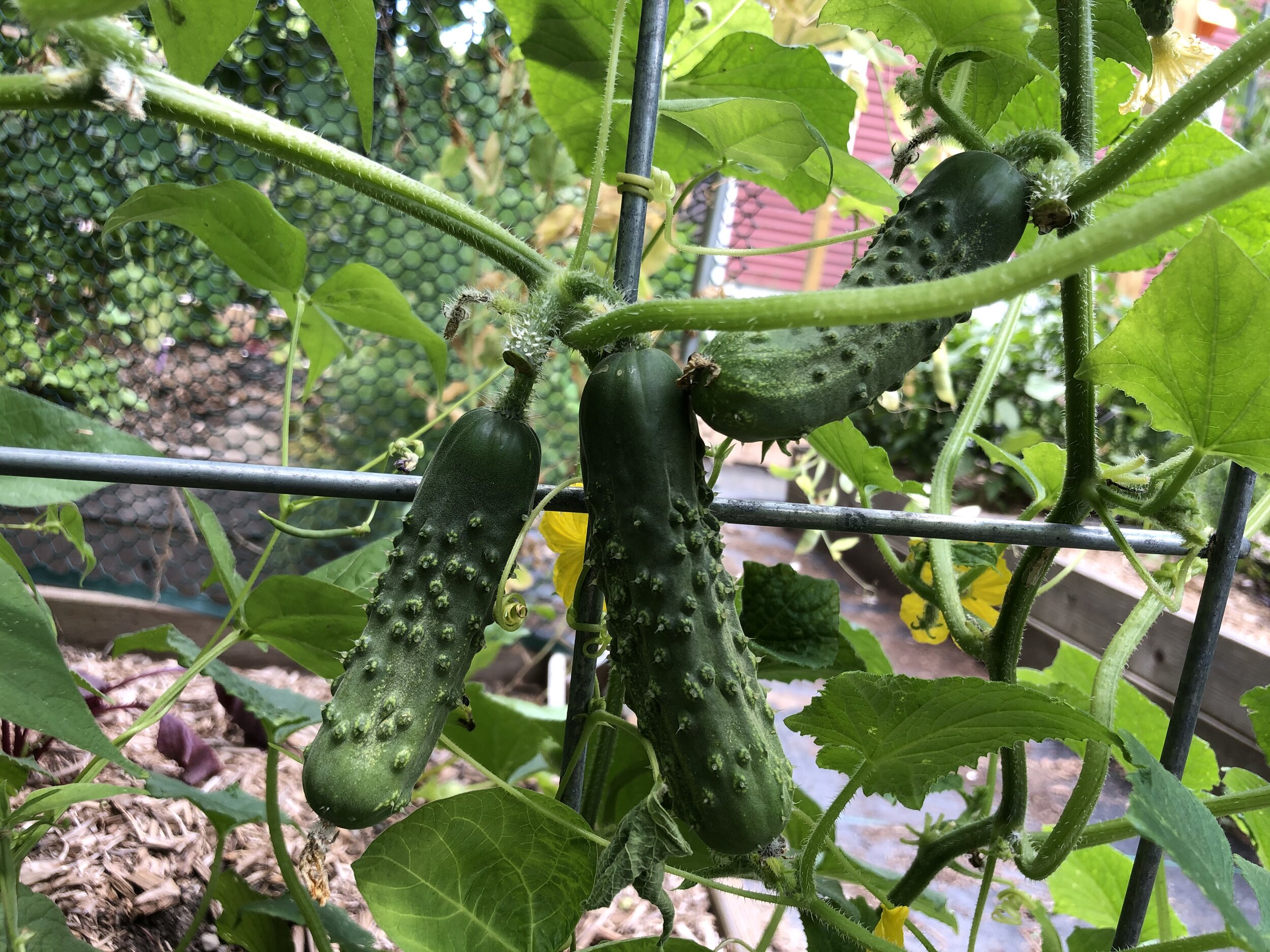 CucumberDipCloseUp.JPEG