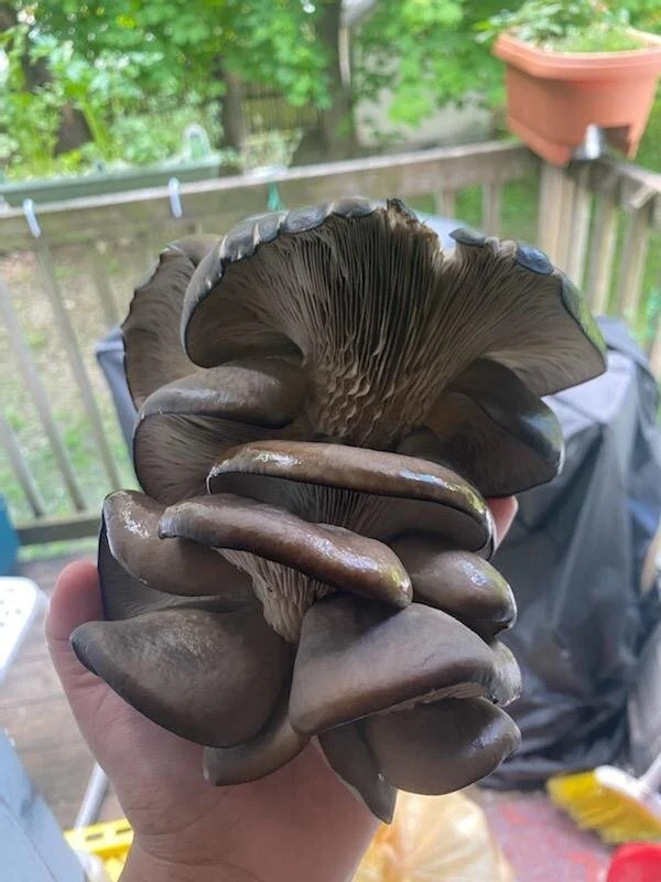 Growing Mushrooms, Soil and Creative Ideas for a Better Tomorrow