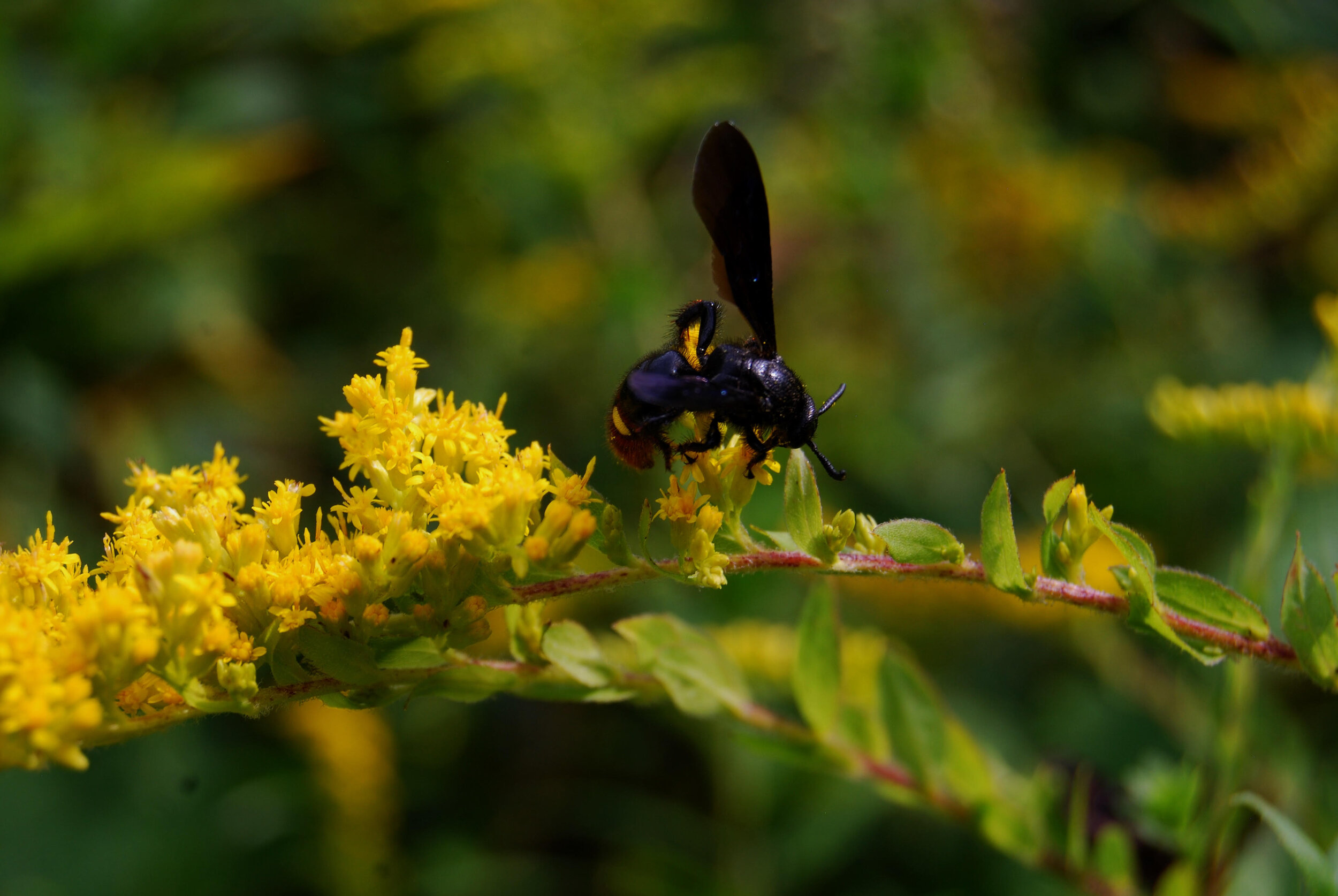 Why Flowering Plants Need Pollinators