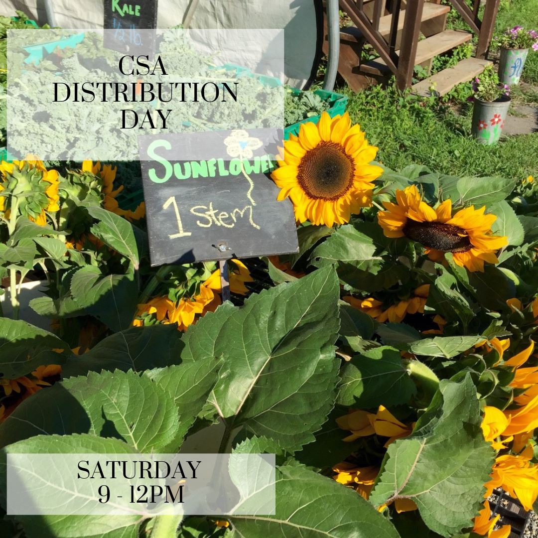 CSA Distribution Day