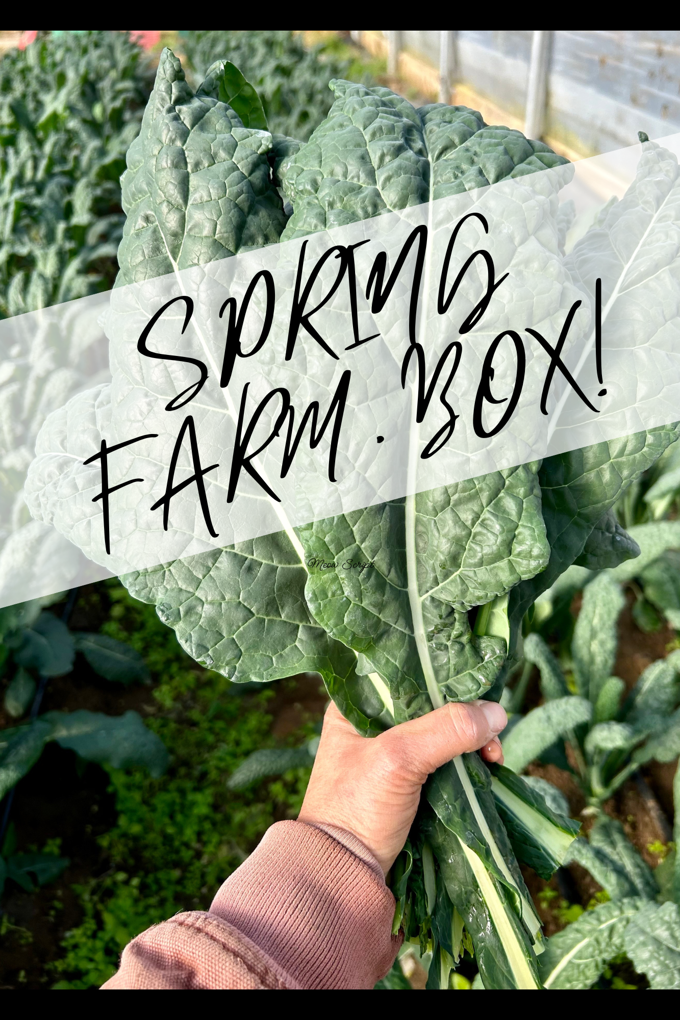 Spring Farm Box