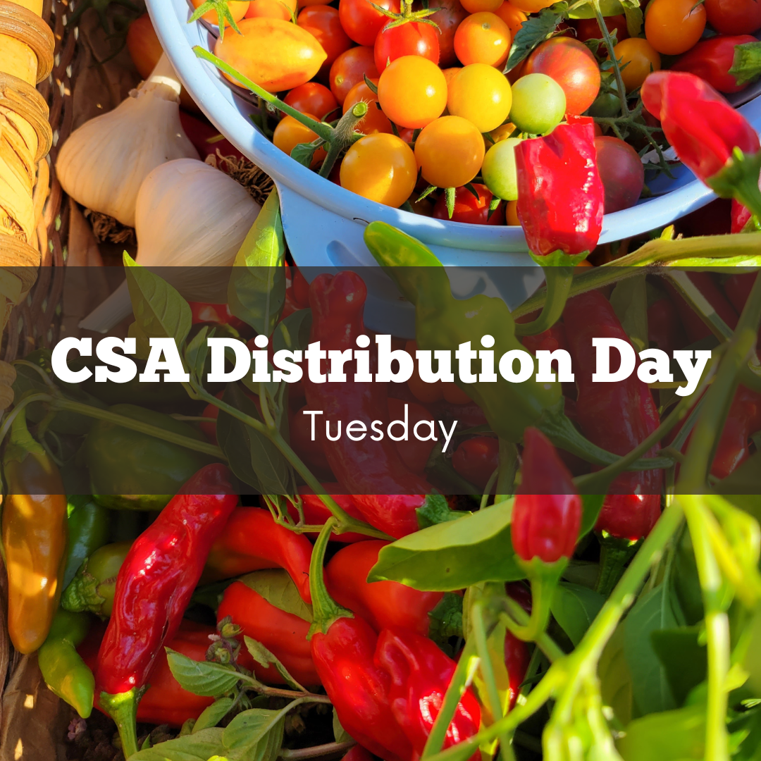 CSA Distribution Day