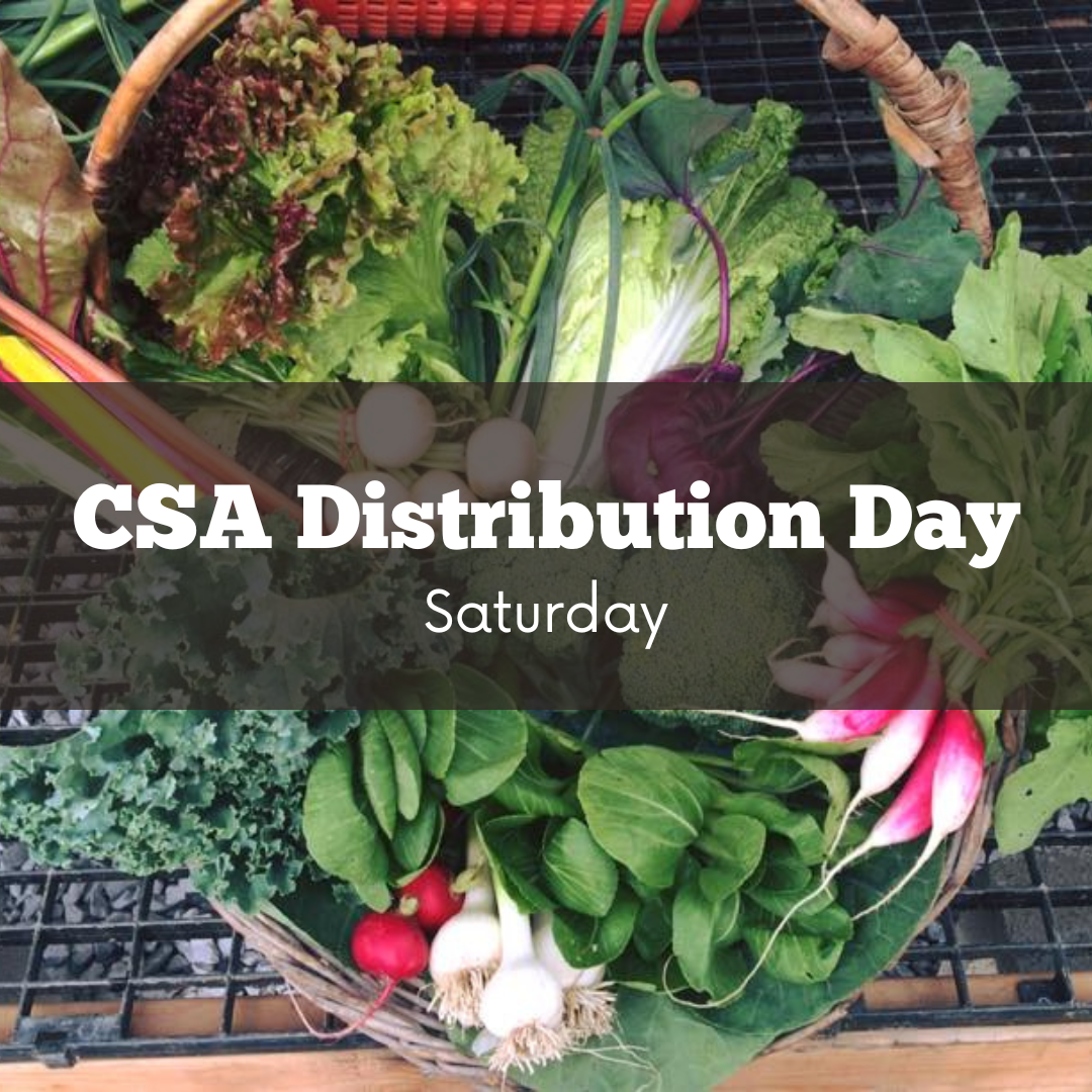 CSA Distribution Day