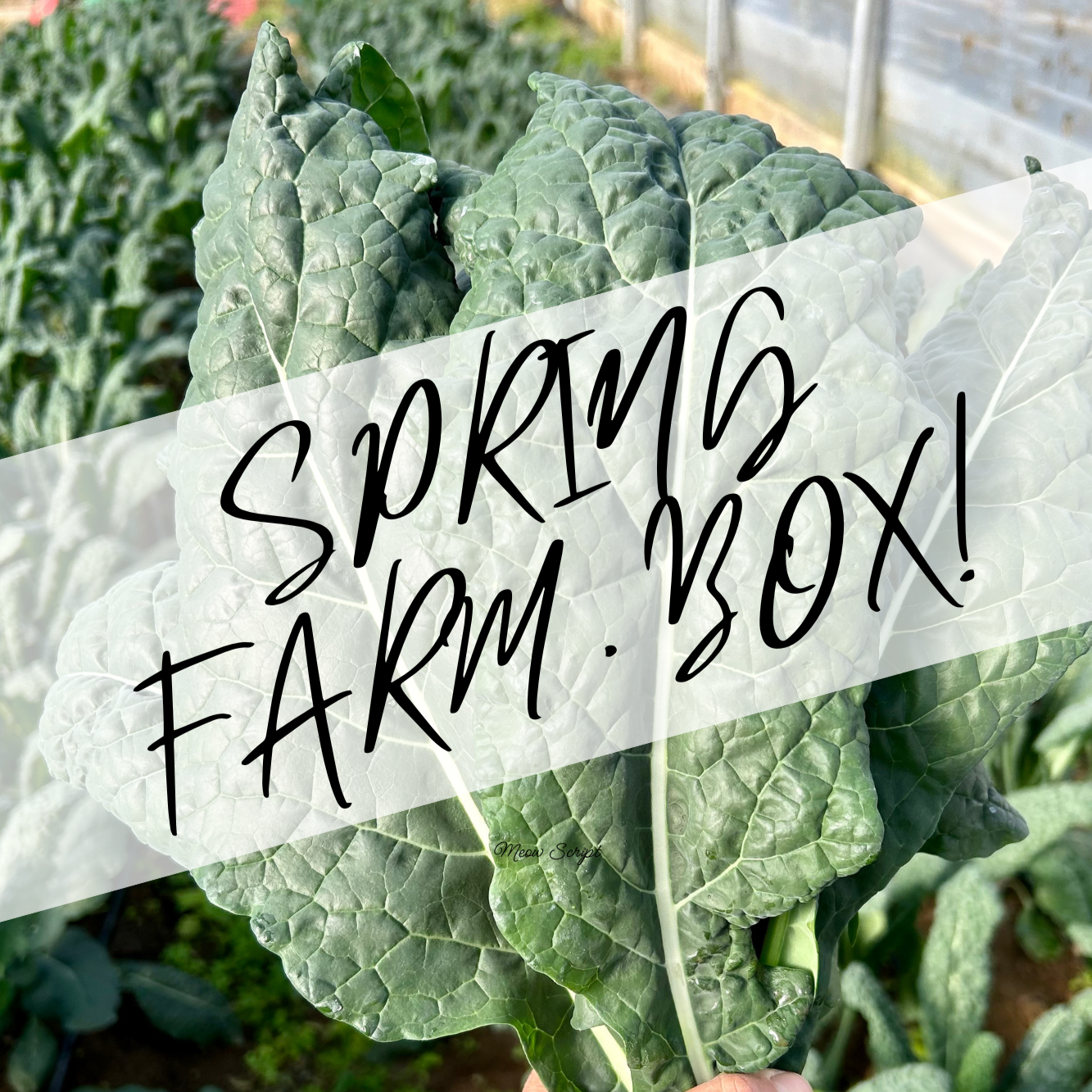 SPRING+FARM+BOX.png