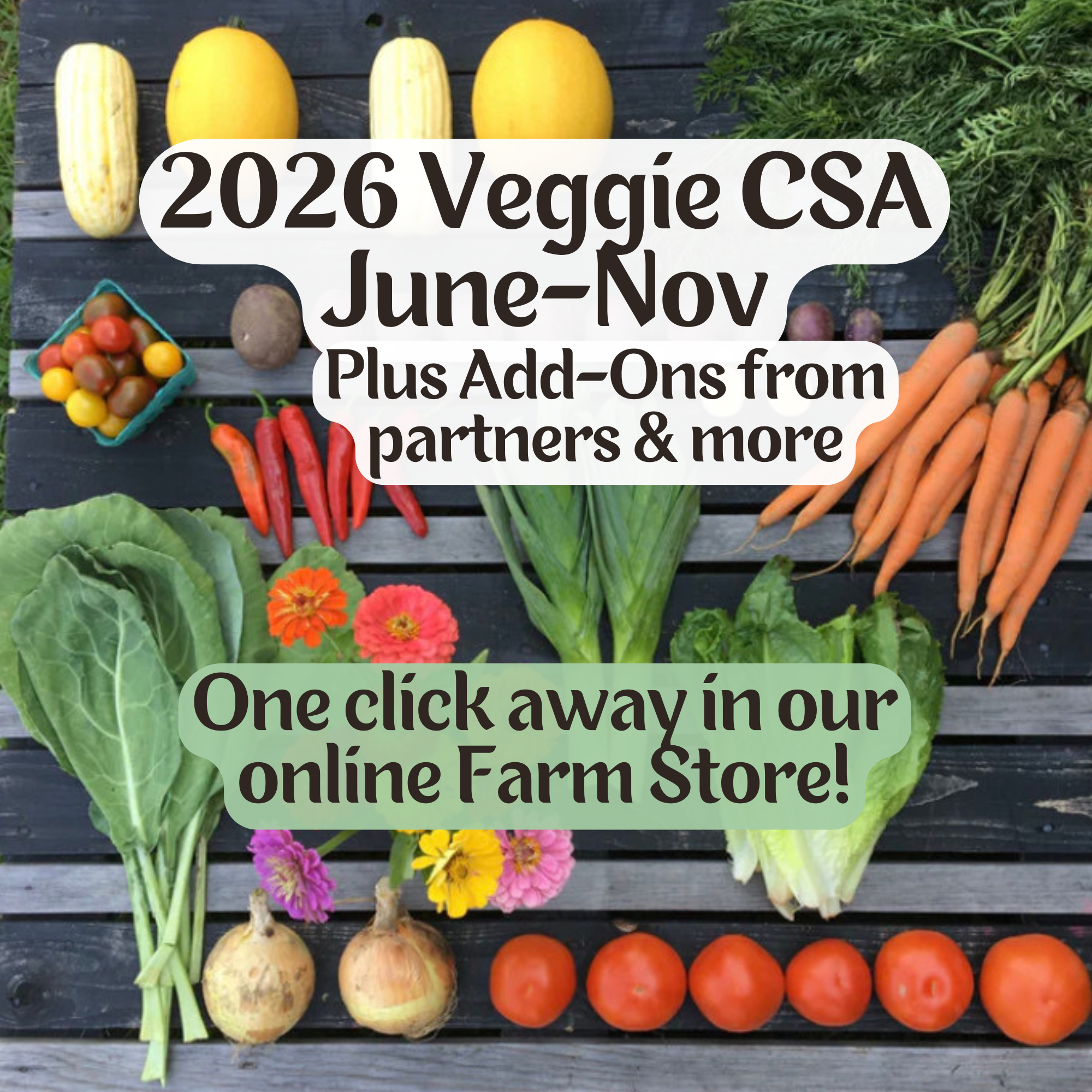 Volunteer 2026 (2).png