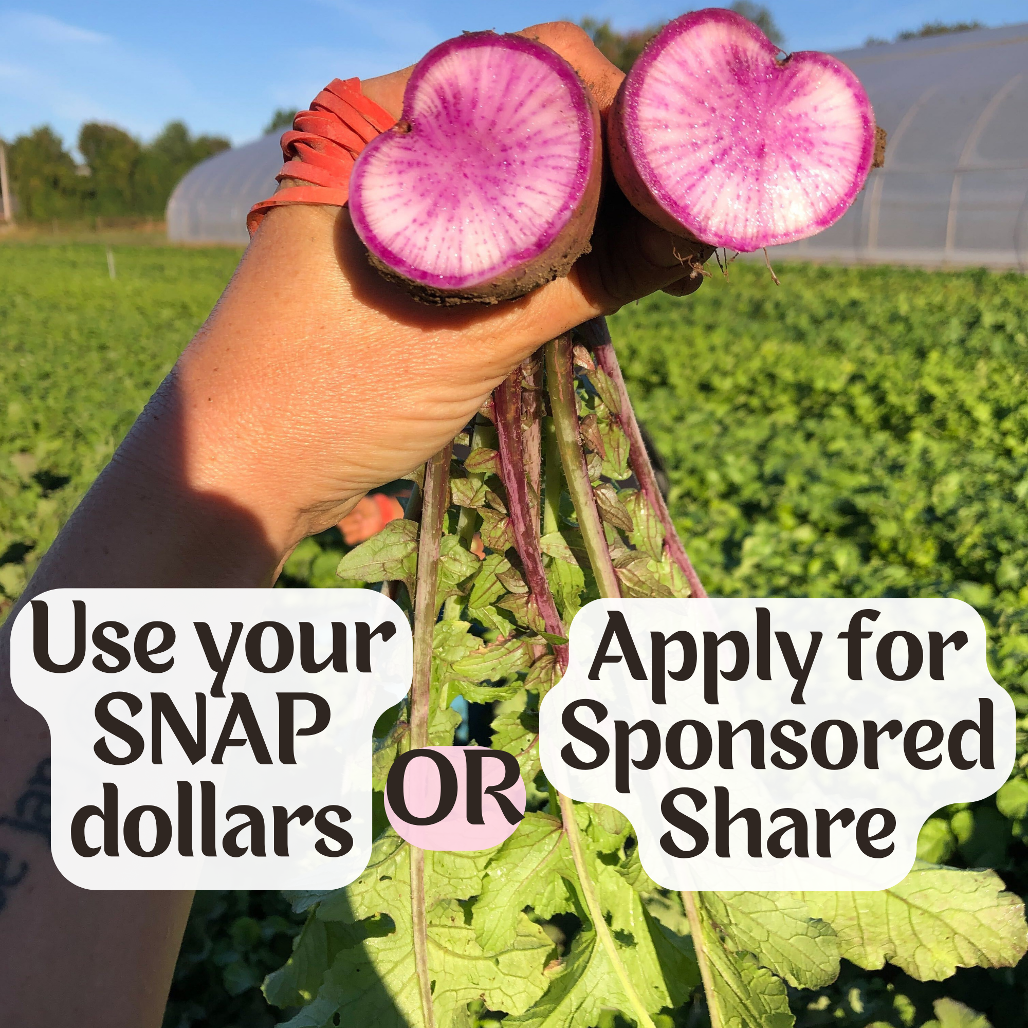 Volunteer 2026 (3).png