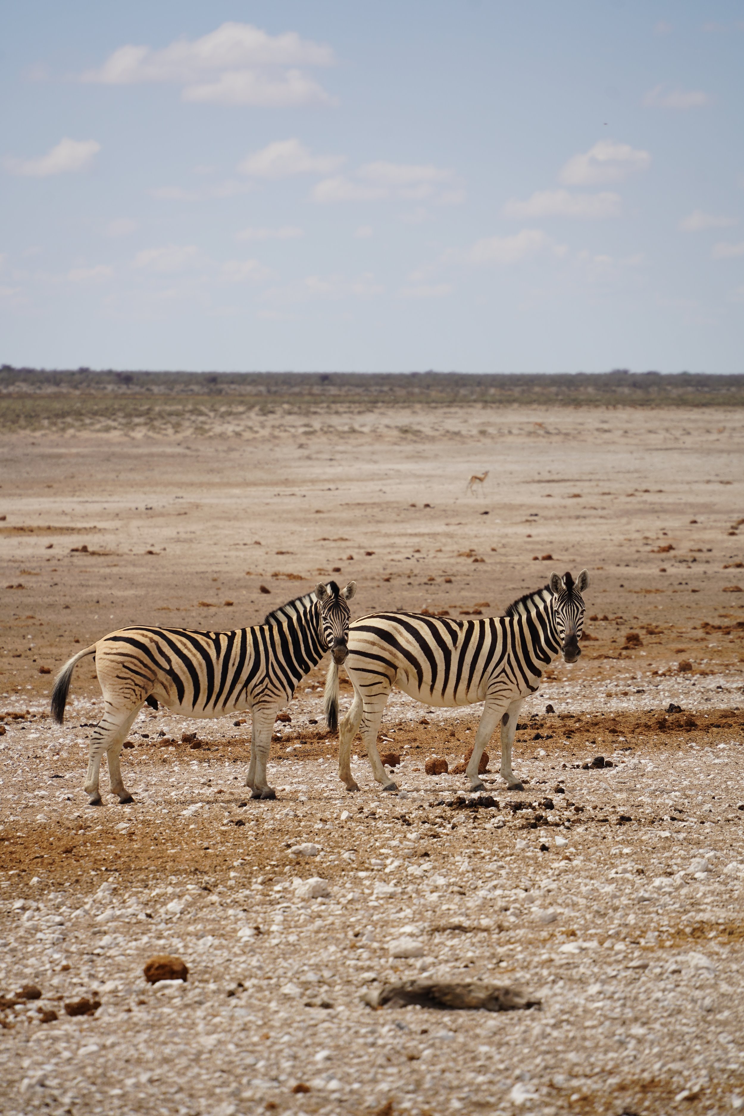 DSC02707 - cópia.JPG