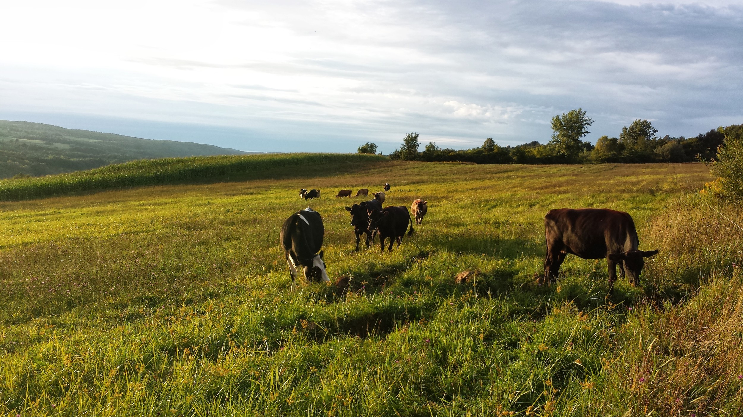 Our cows graze on pasture from early Spring through late Autumn