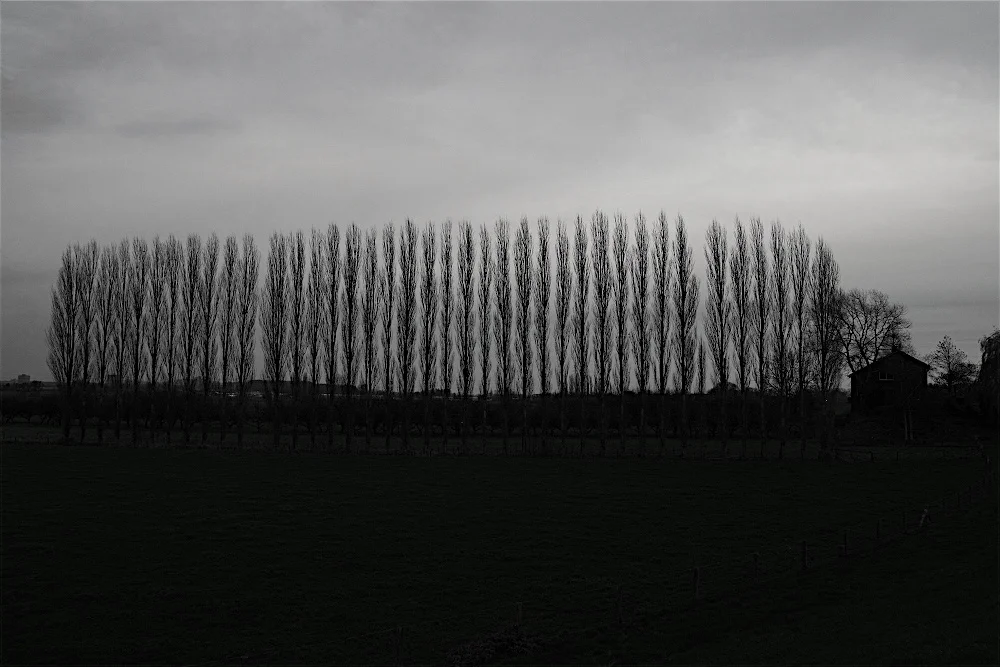 line of trees.jpg