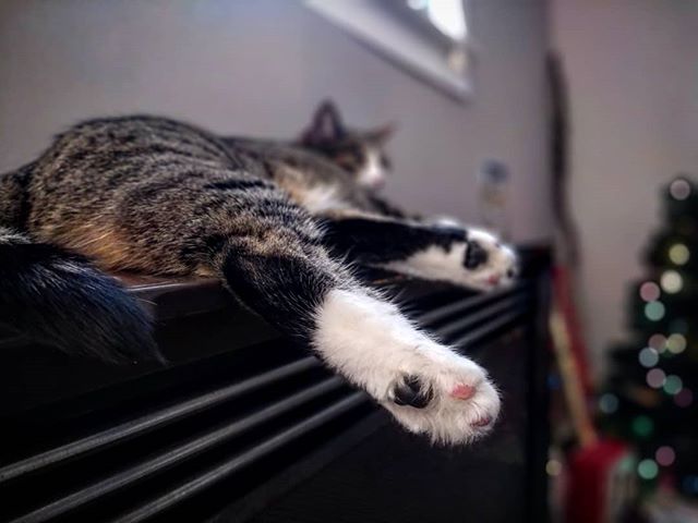 Bean toes on the radiator 😍