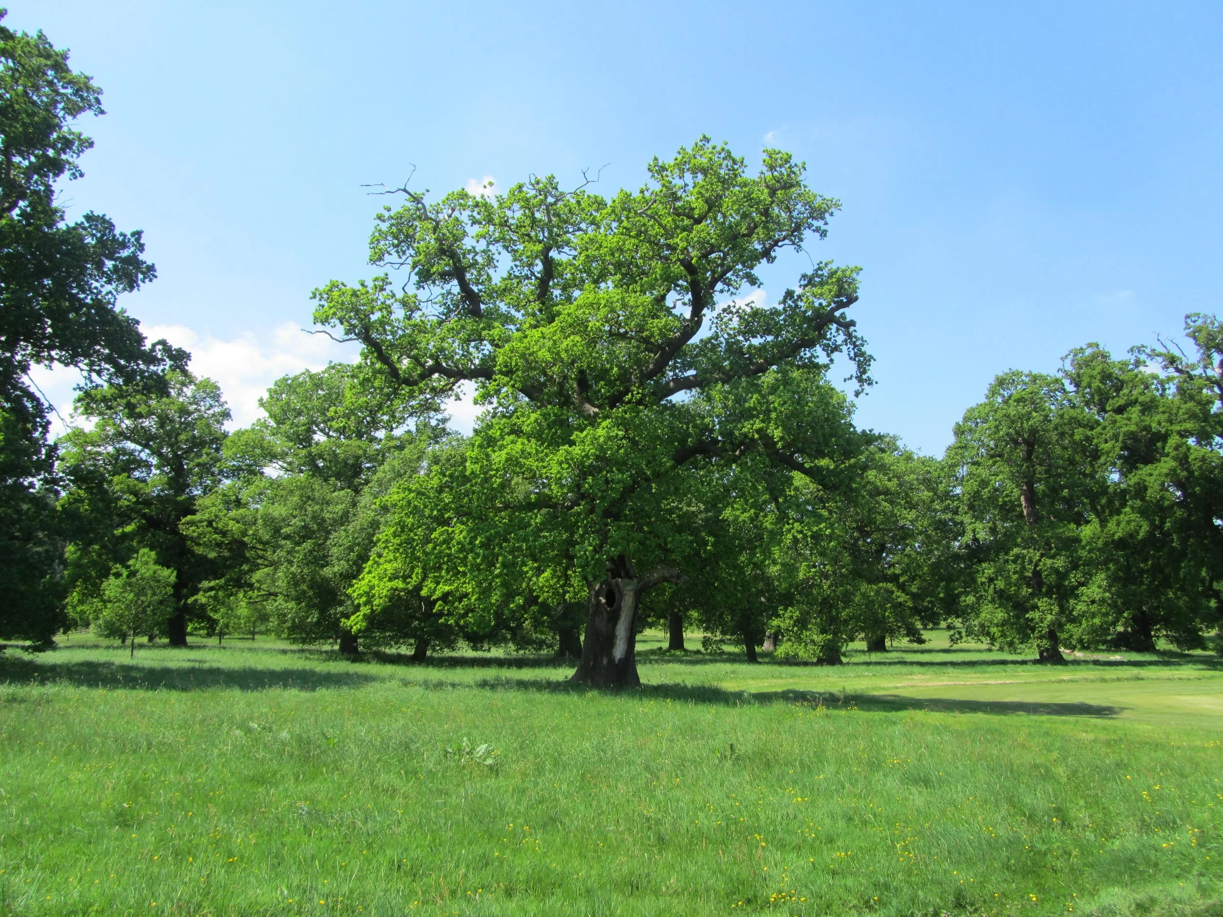 trees.jpg