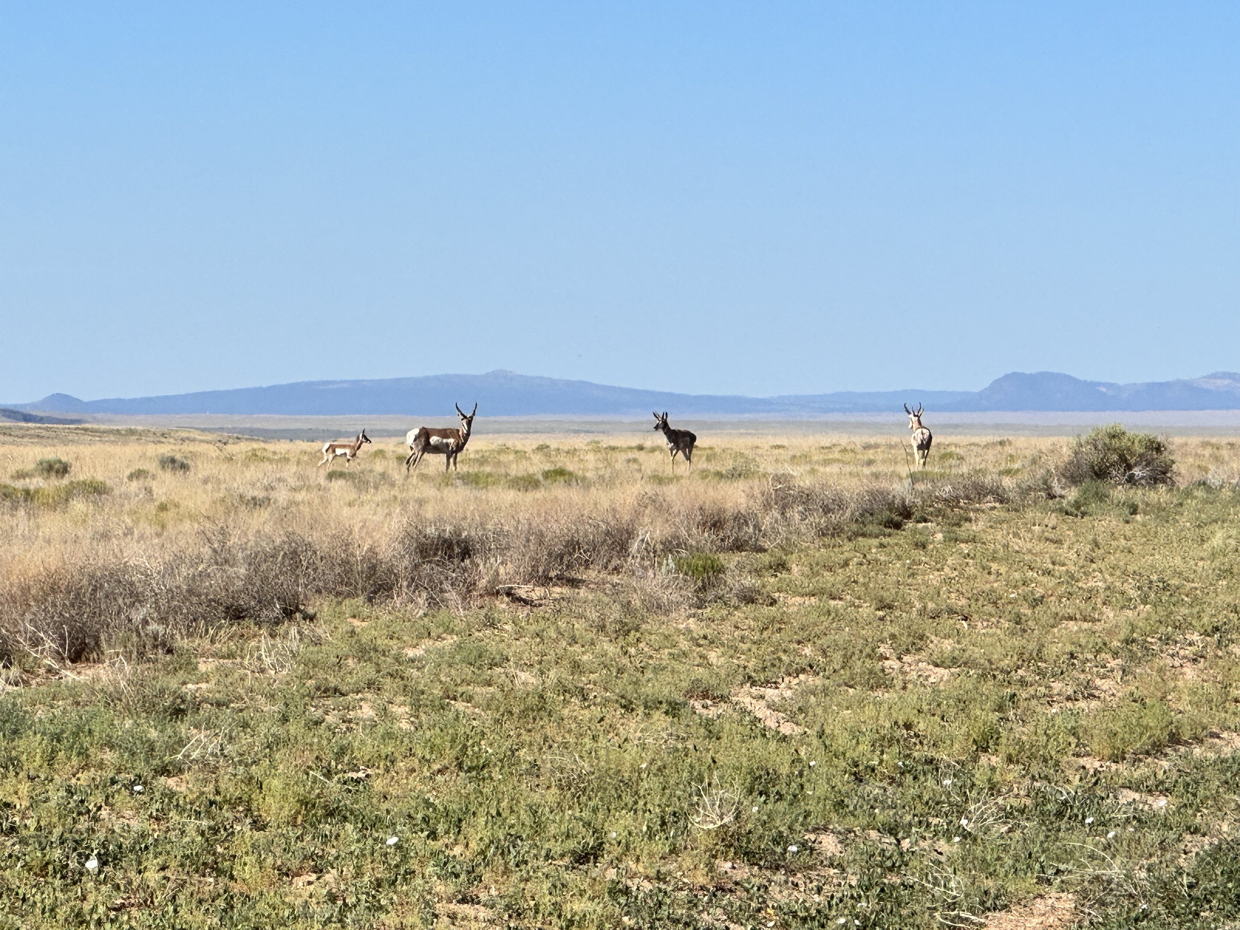 Wildlife is Everywhere in Costilla County