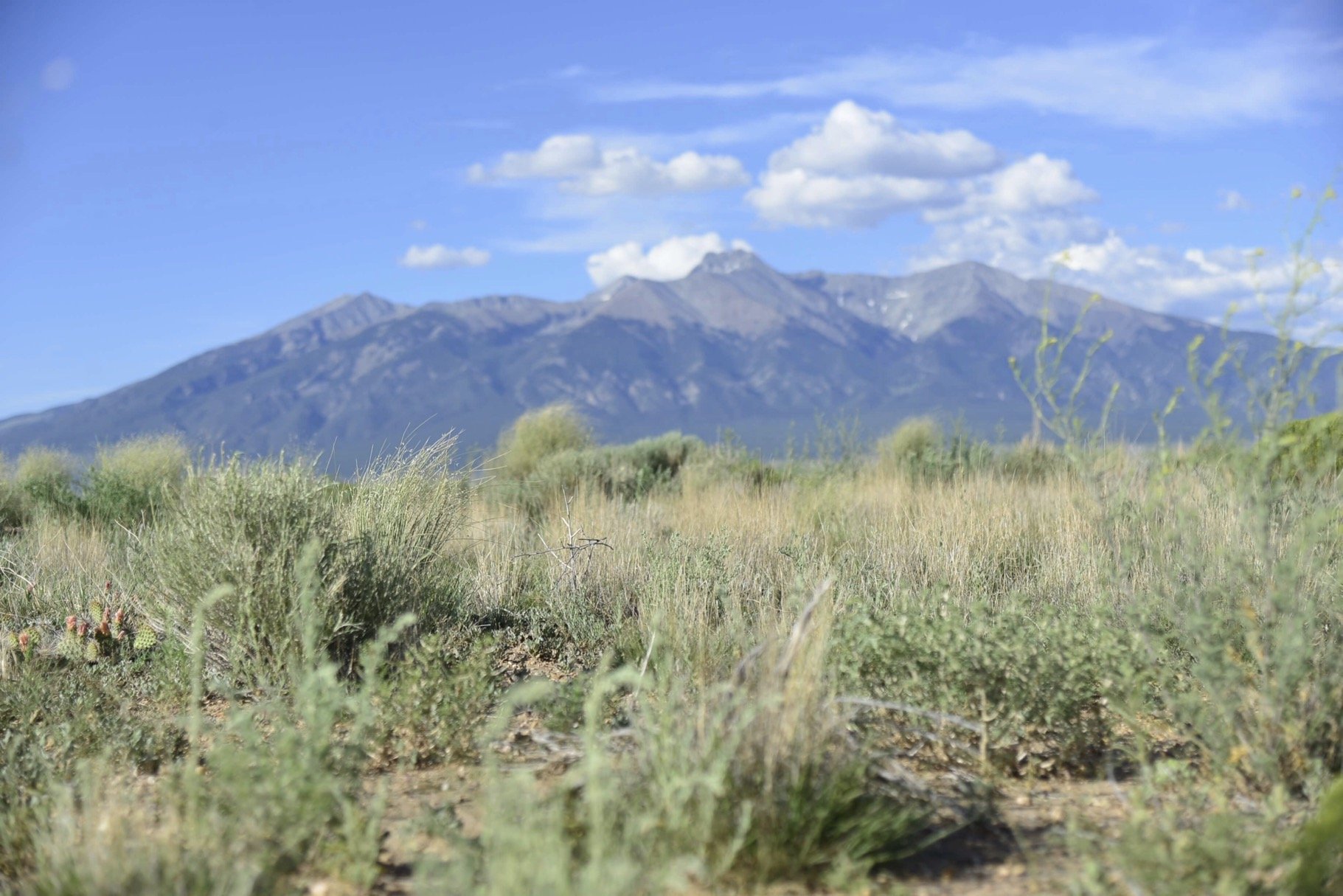 5.3 Acres Where Wildlife Abounds! $199 Down, $119/Month!