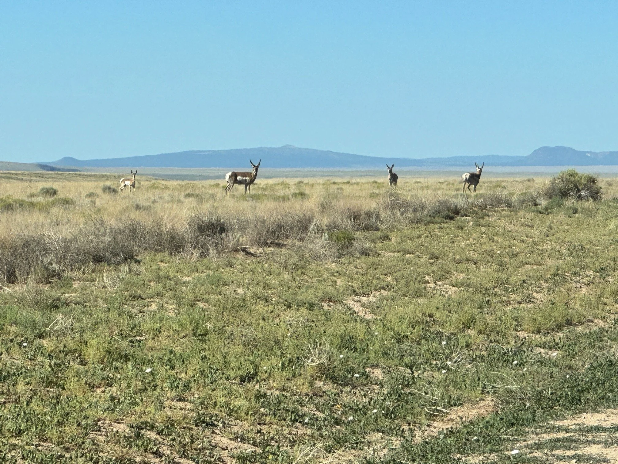 Wildlife Abounds in the San Luis Valley