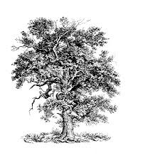 tree.jpg