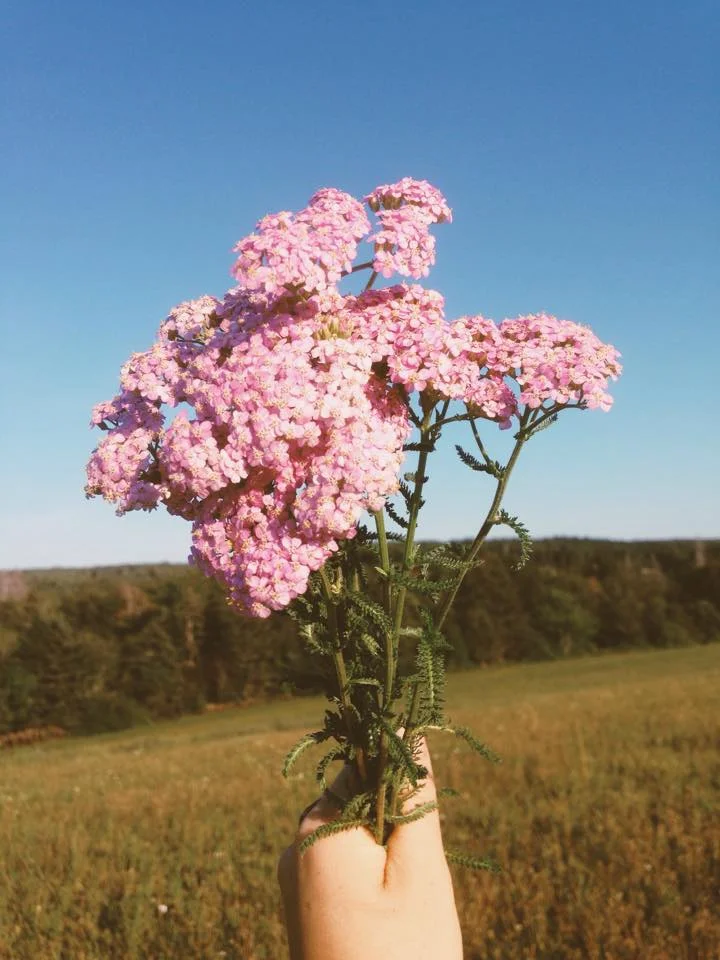 yarrow5.jpg