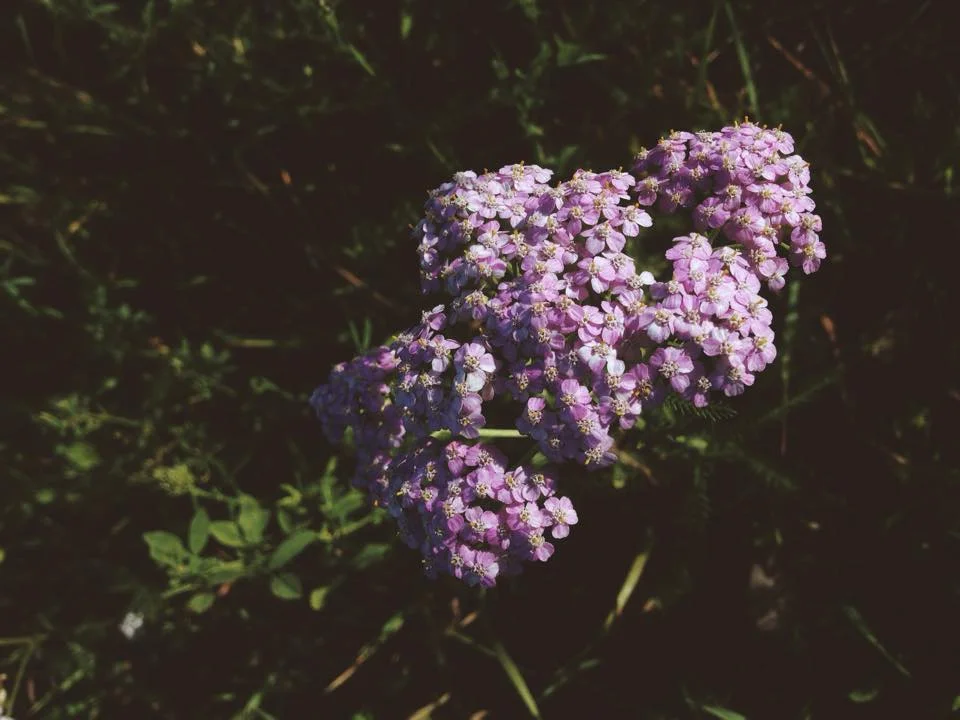 yarrow7.jpg