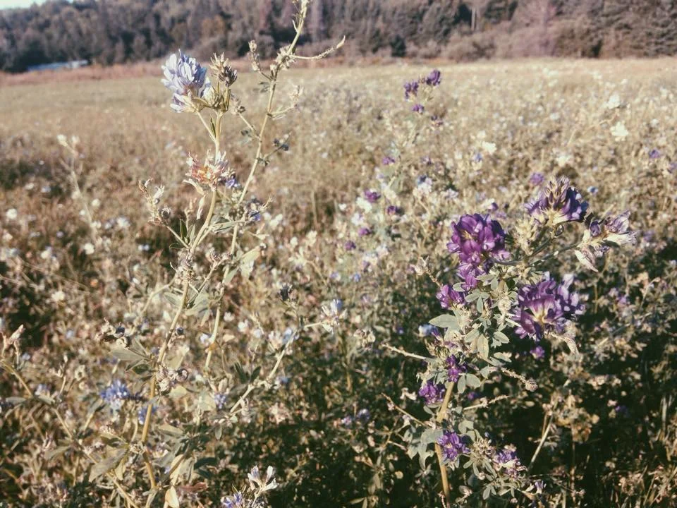 alfalfa2.jpg