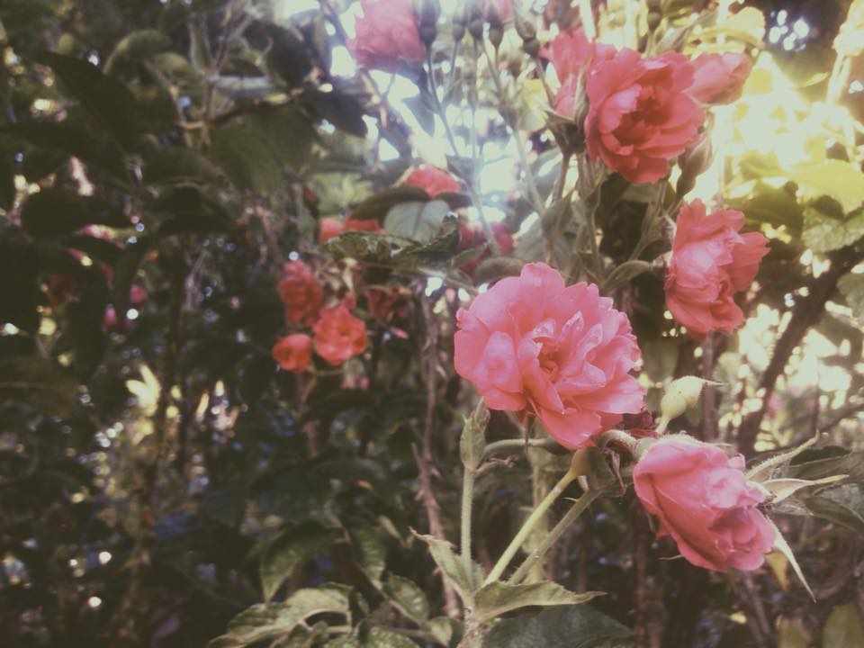 The Art of Fasting, and Why You Should Too 