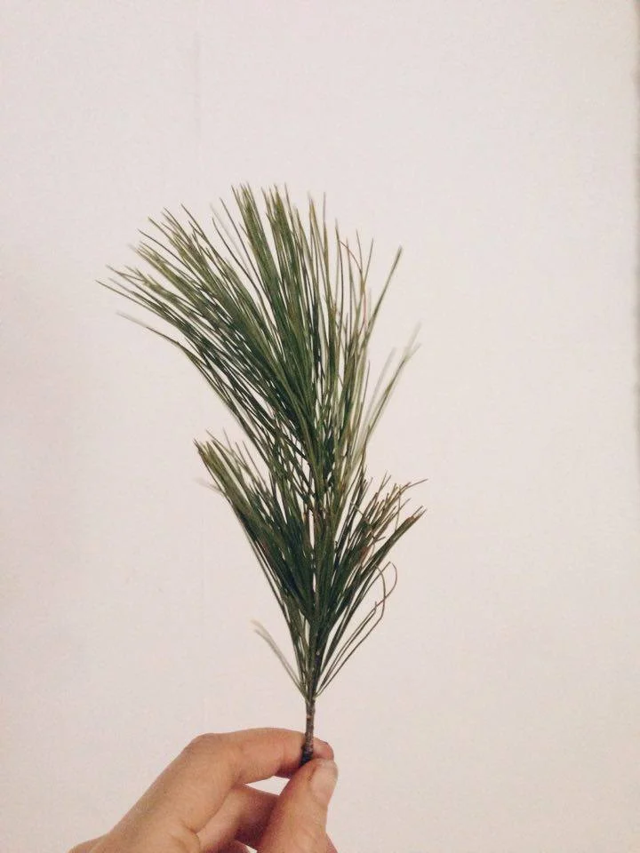 ~Pine Tea: Embracing the Darkest time of the Year 