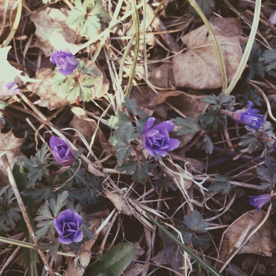 You are Eligible for a Meaningful and Mystical Life~ Bill Plotkin Excerpt 