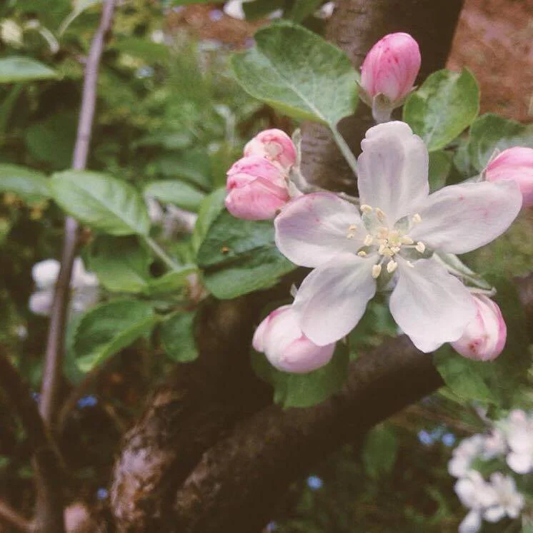 Spring and Innocence 