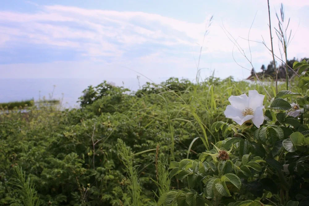 Showing up for Yourself + Receiving  