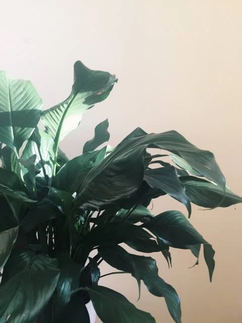 Monday Intentions Three