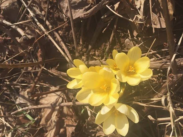 Why Loving the Simplicity of Life Brings More Joy 