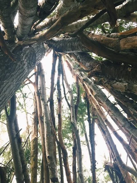 Reflection and Commitment 