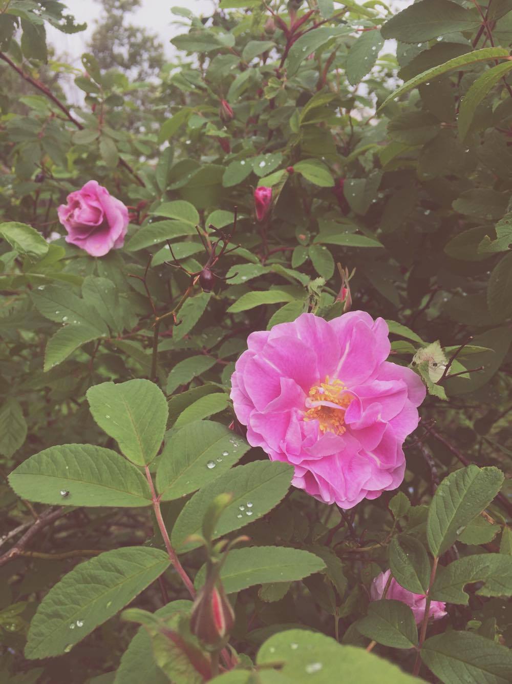 Monday Intentions Thirteen