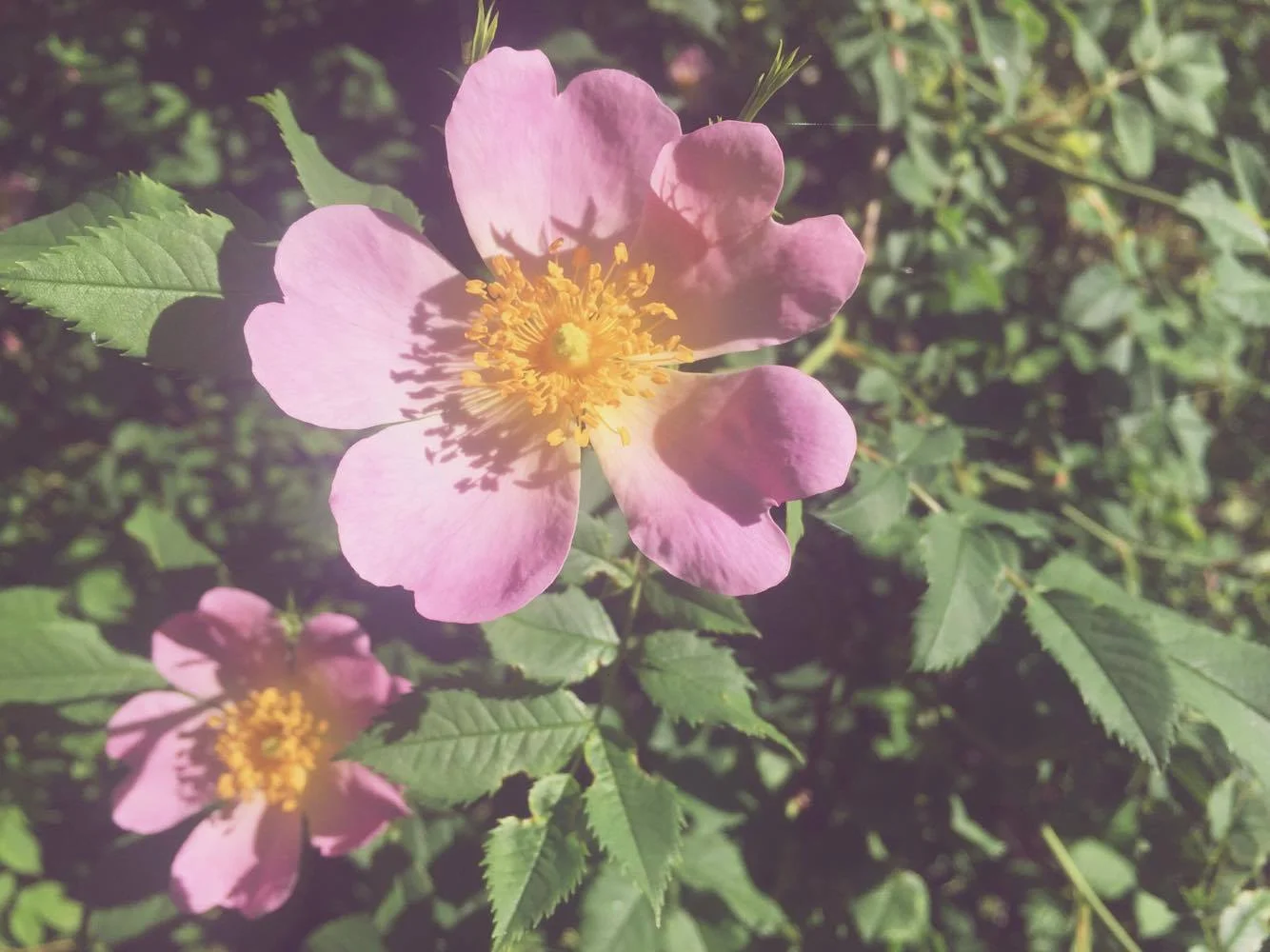 Monday Intentions Fourteen