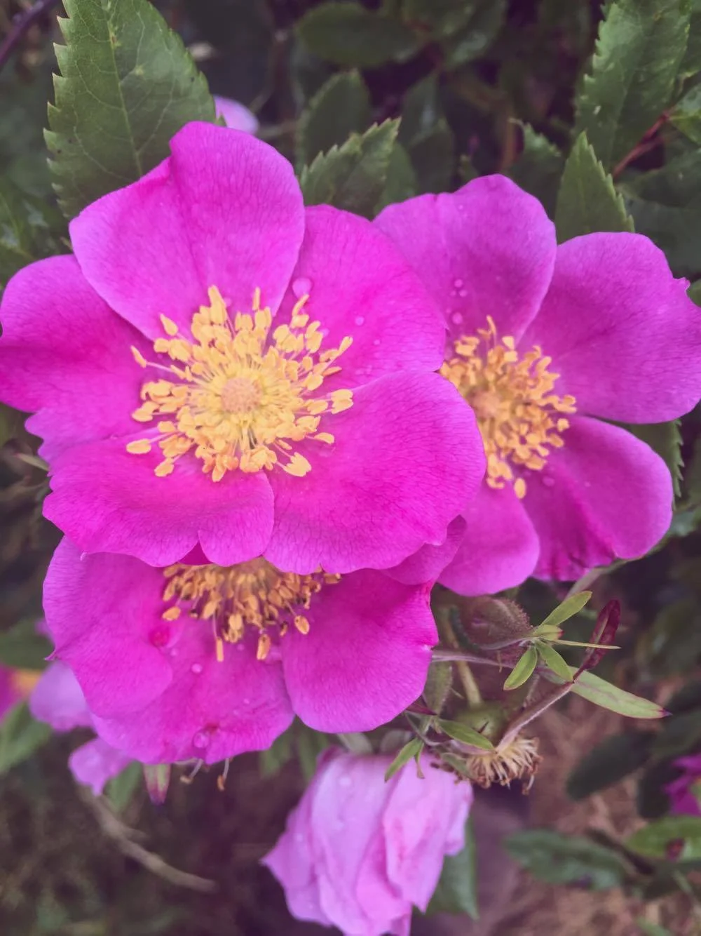 Monday Intentions Nineteen | Letting It All Go 