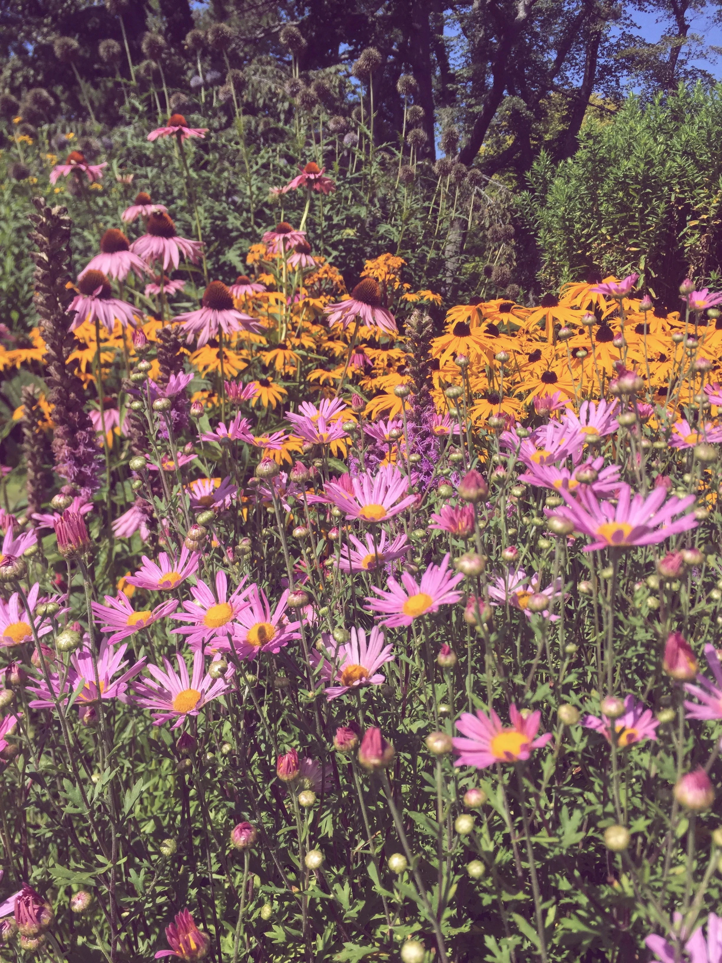 Monday Intentions Twenty Three | Strength In Innocence