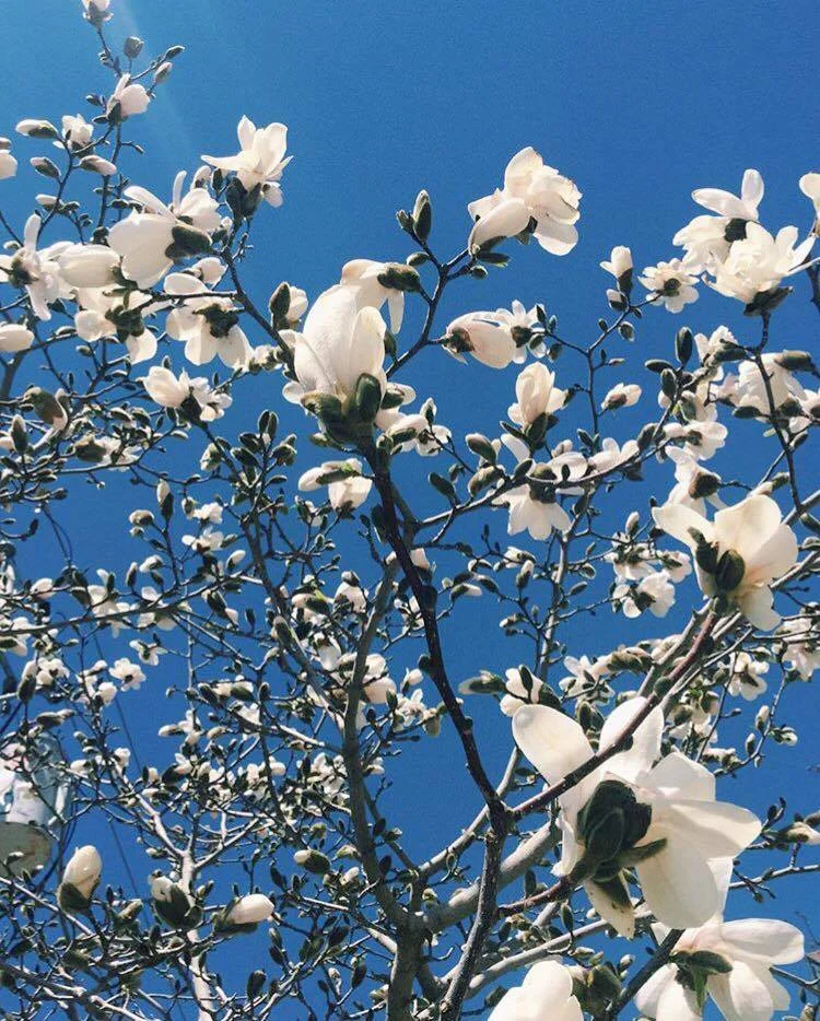 magnolia.jpg