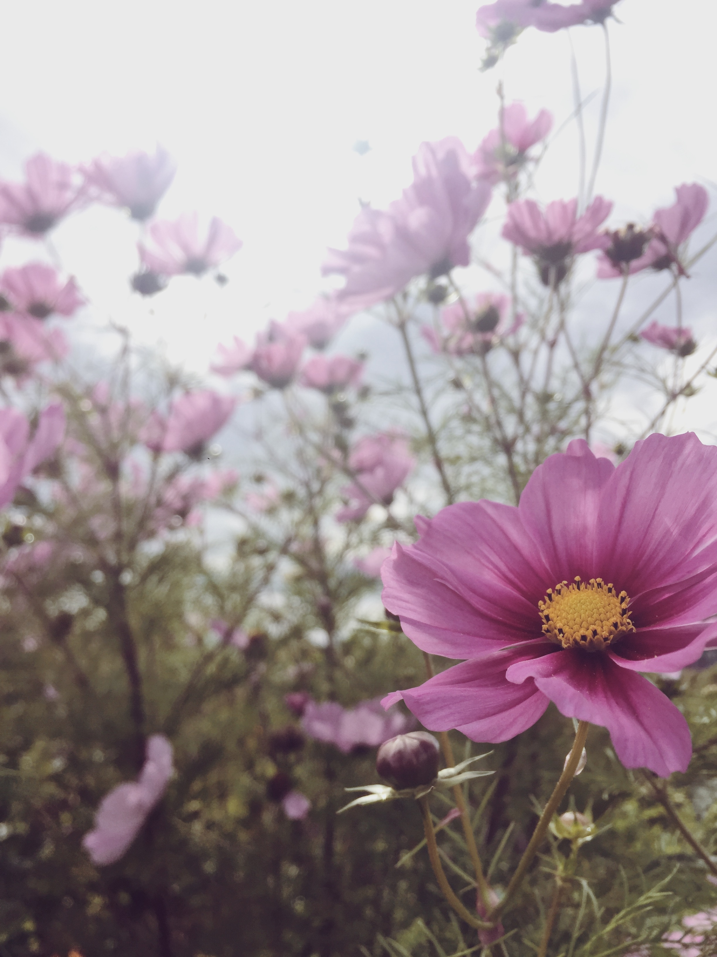 Commitment as an act of Nourishment (like watering a plant) to Bring Something to Full Bloom