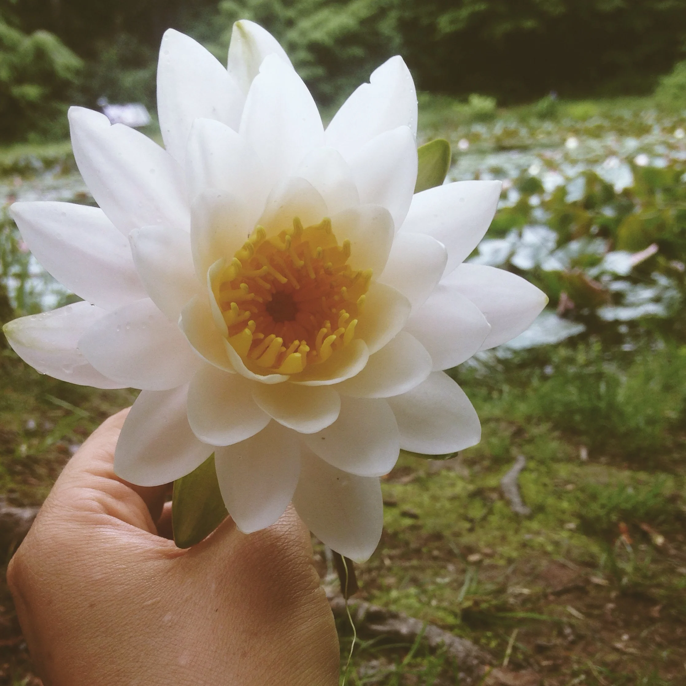 Letting Go of Resistance to Our Real Self and of Trying to Be Anything We Aren't As One of The Biggest Forms of Honour to Spirit 