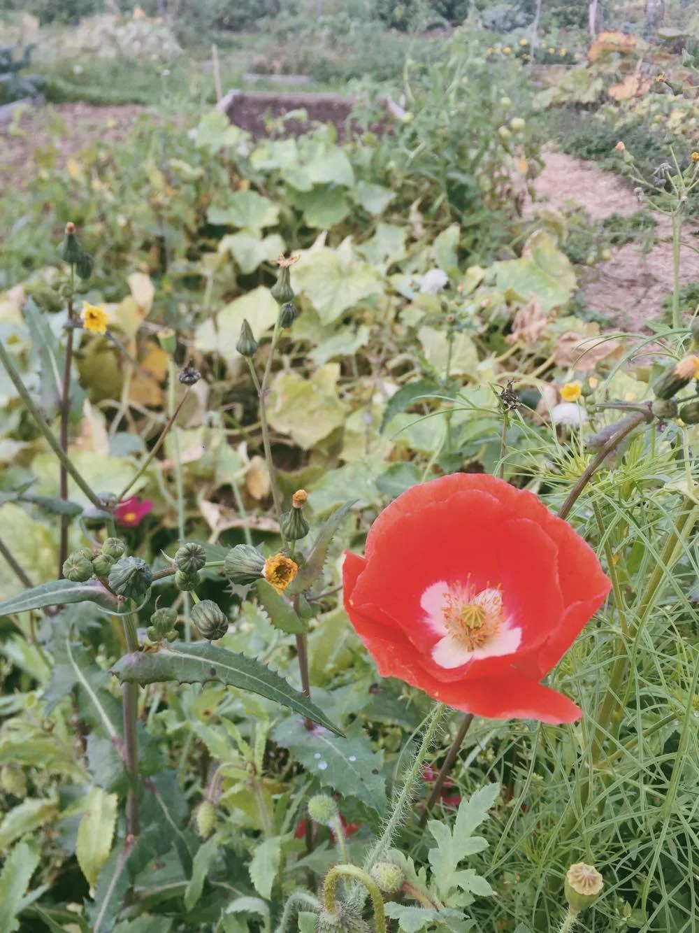 Monday Intentions Thirty Two | Learning, Listening, Communication, Trauma